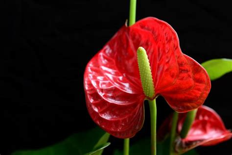 紅掌花語|紅掌的花語是什麼 送紅掌的寓意是什麼